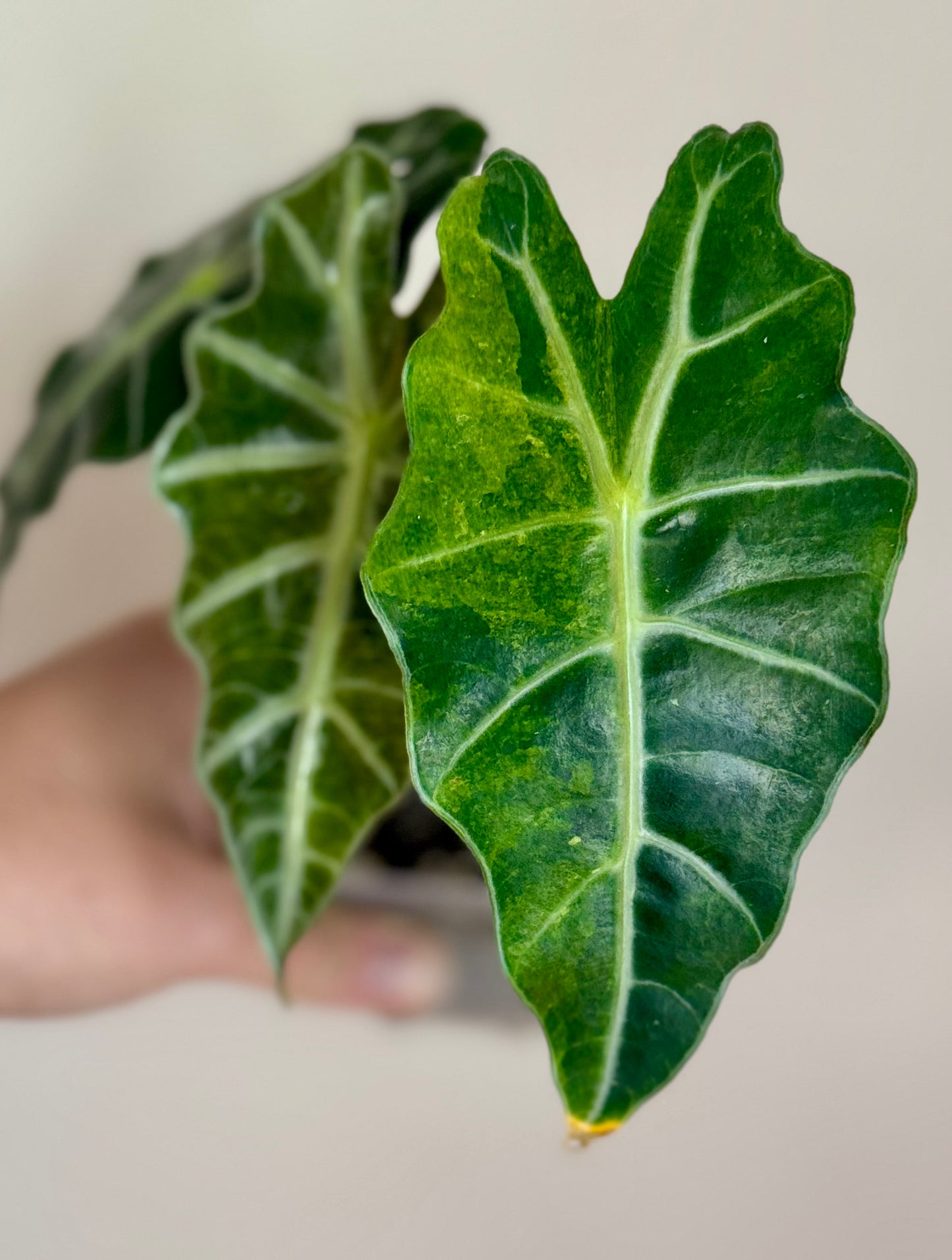 Alocasia Sanderiana Bull Aurea