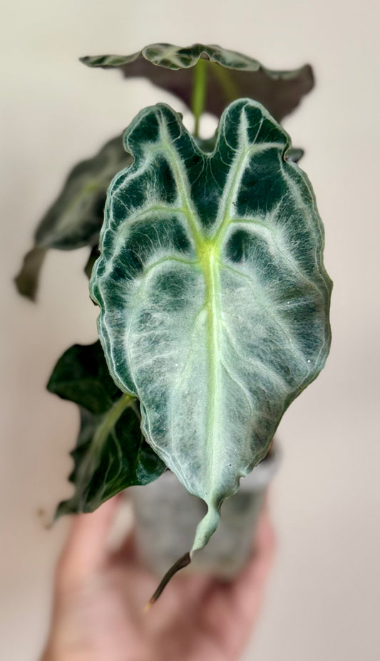 Alocasia Venom Mother Plant