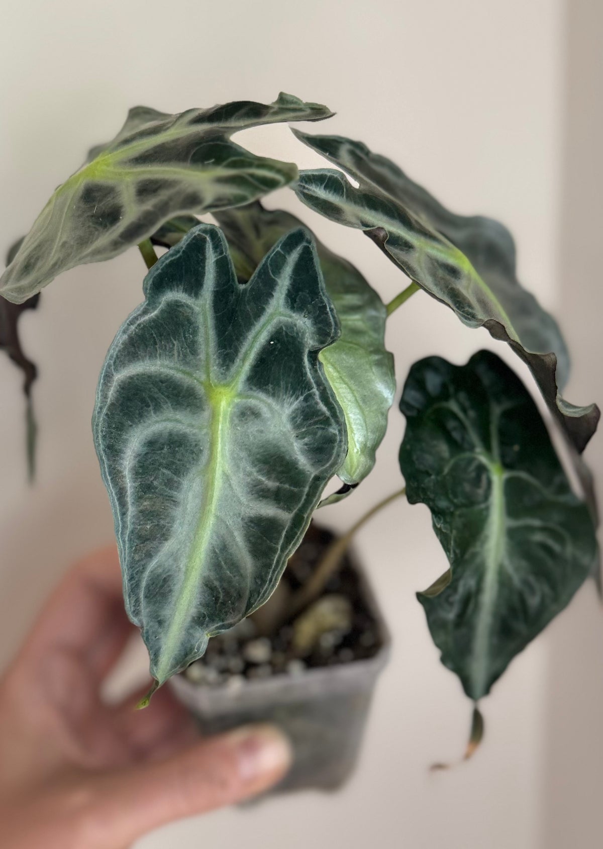 Alocasia Venom Mother Plant