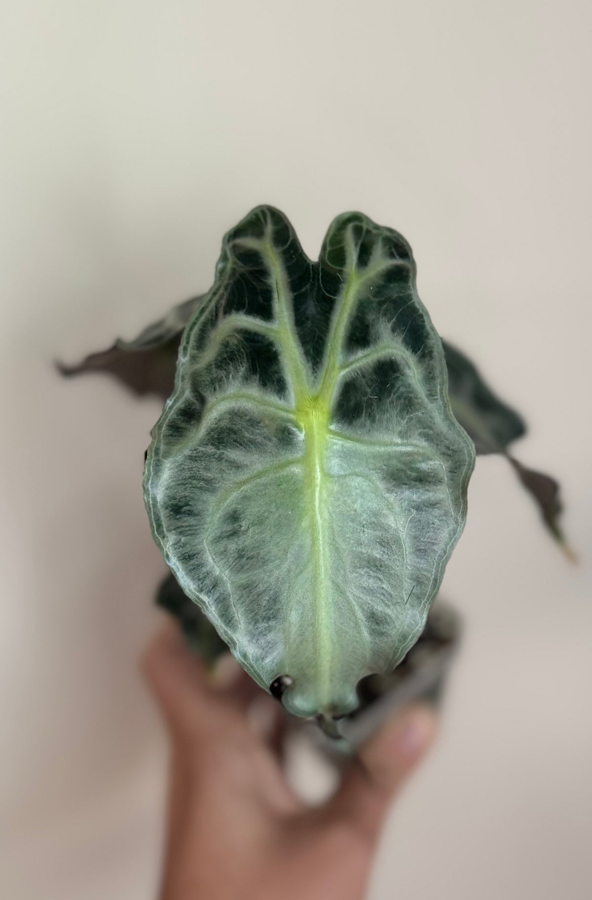 Alocasia Venom Mother Plant