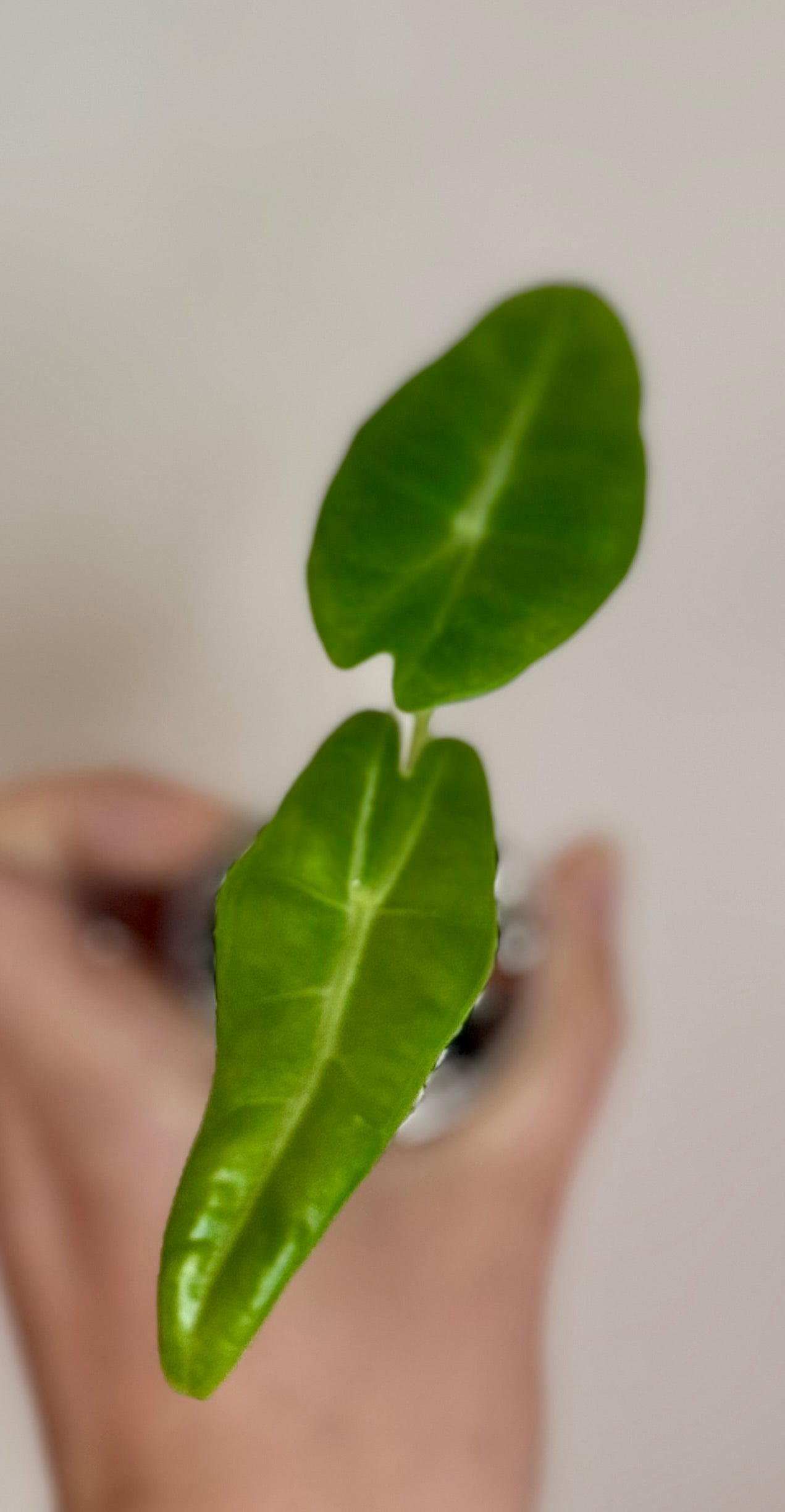 Alocasia Longiloba NOID