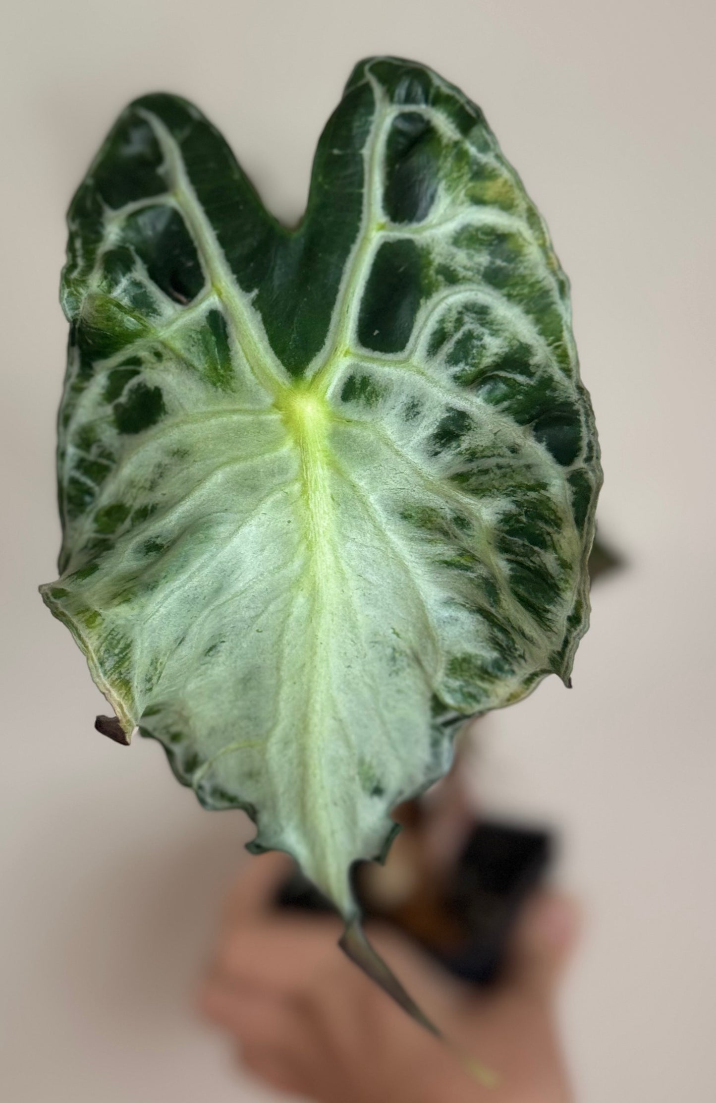 Alocasia Venom Mother Plant