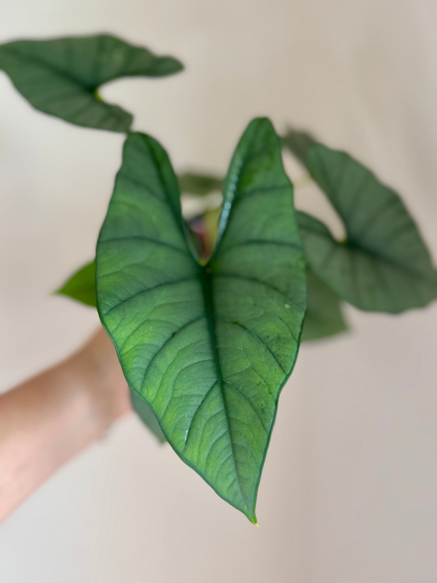 Alocasia Reginae Green on Green Variegated Pup