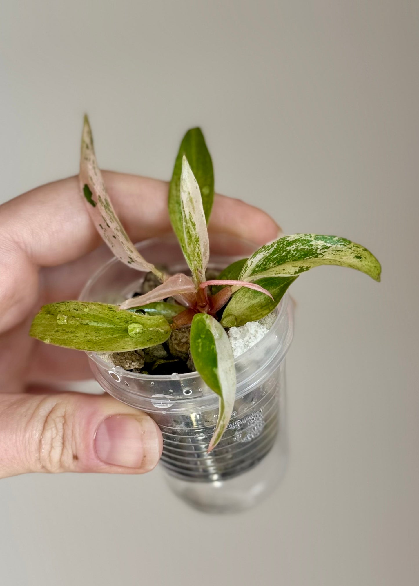 Philodendron Strawberry Marble