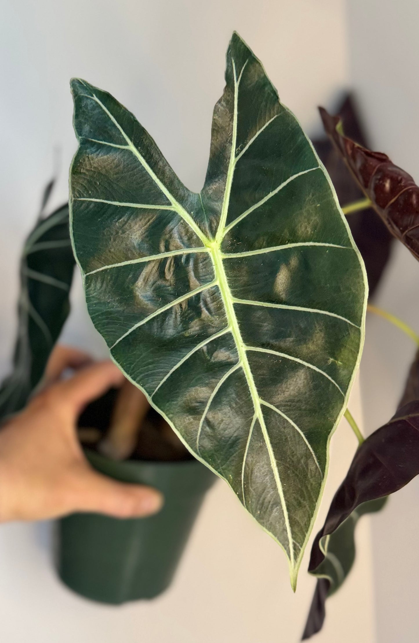 Corm - Alocasia Dragon's Tooth