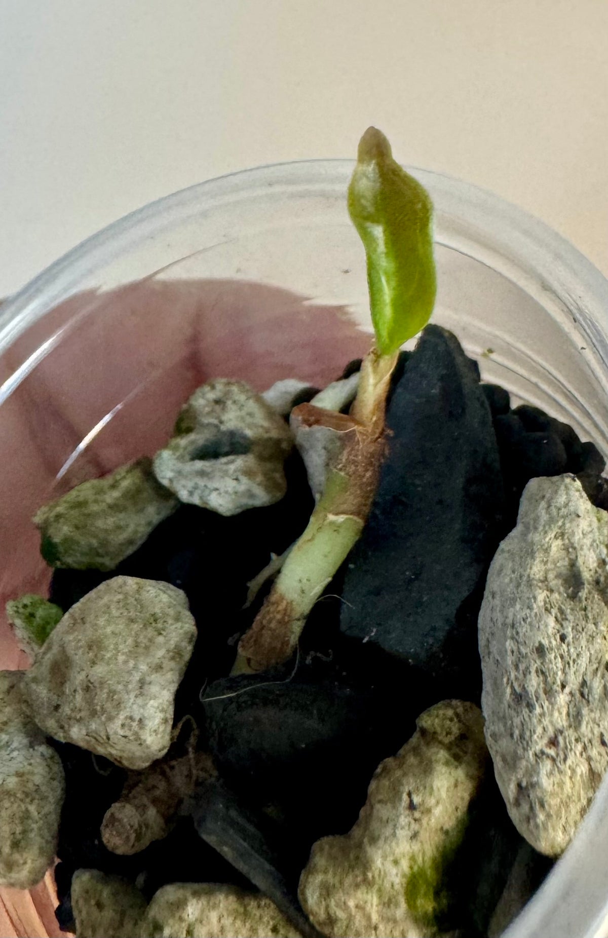 Corm - Alocasia Variegated Cuprea Mutation