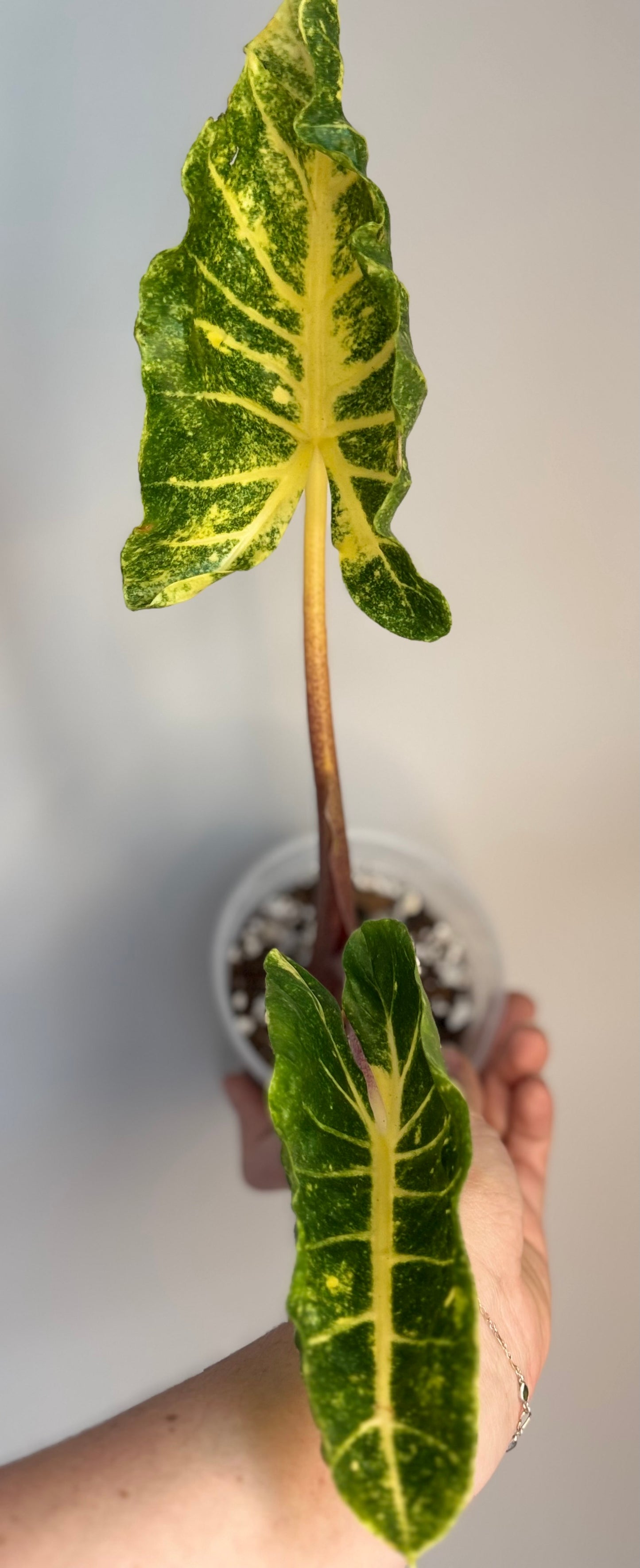 Alocasia New Guinea Gold
