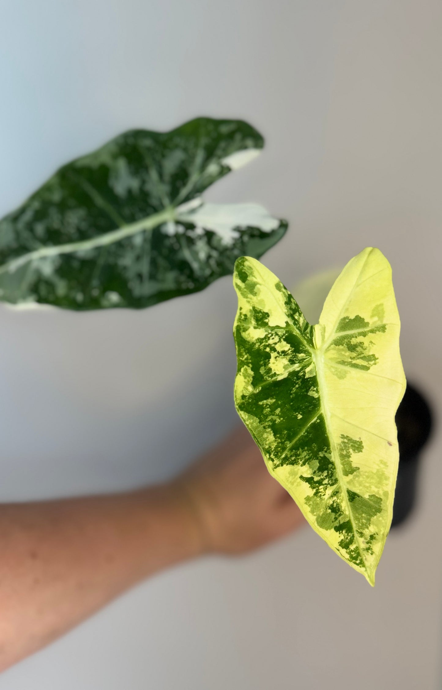 Alocasia Variegated Frydek Albo