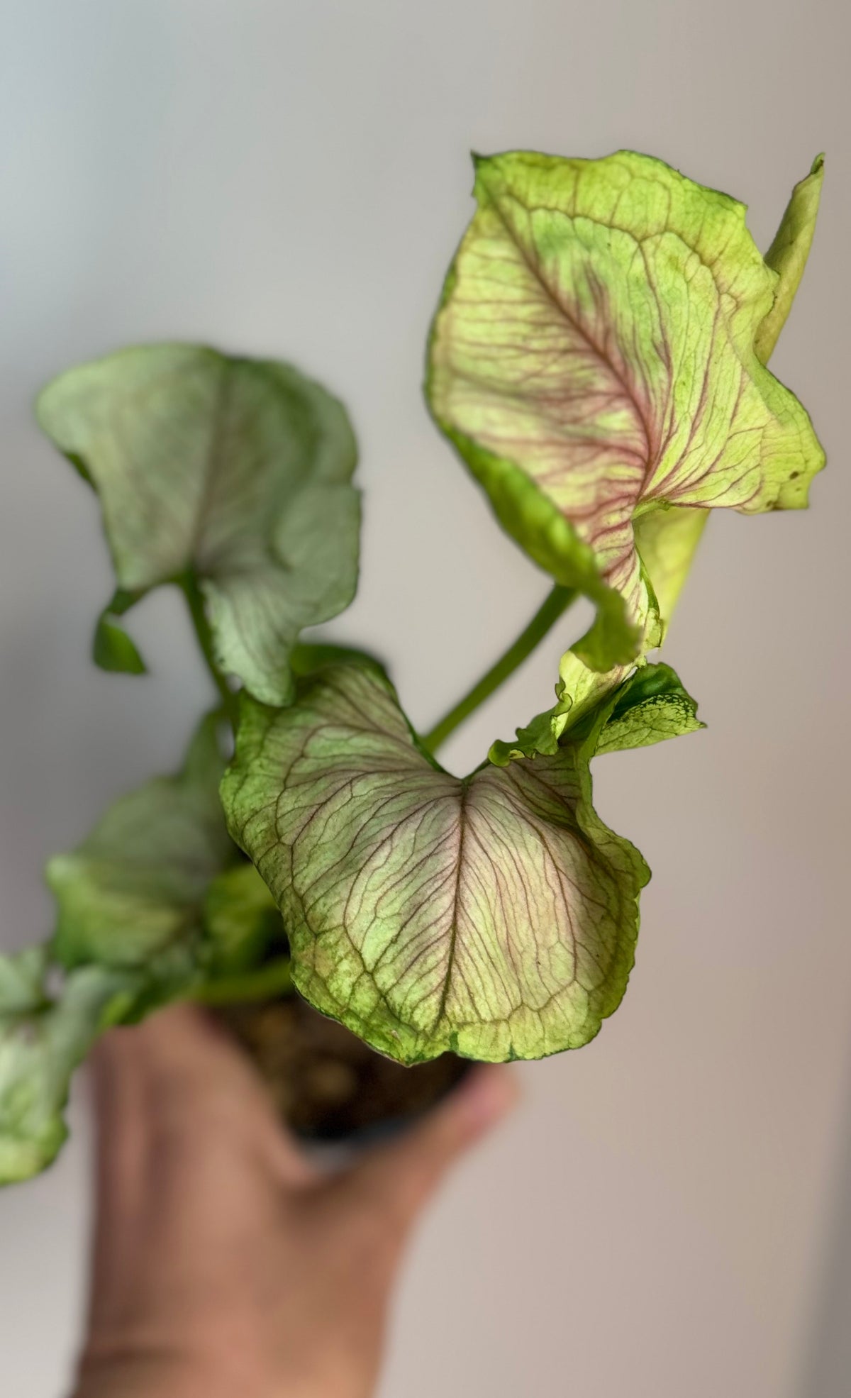 Syngonium Red Yami