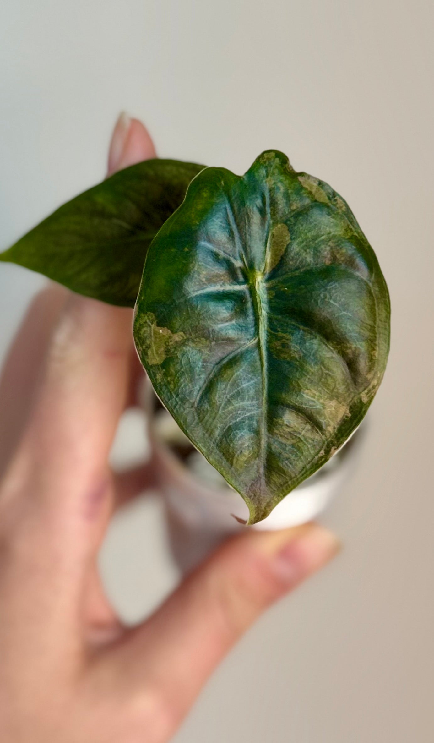 Alocasia Golden Bone Aurea