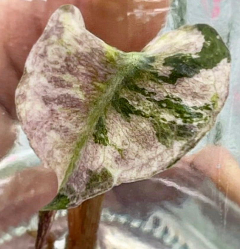 Alocasia Pink Venom