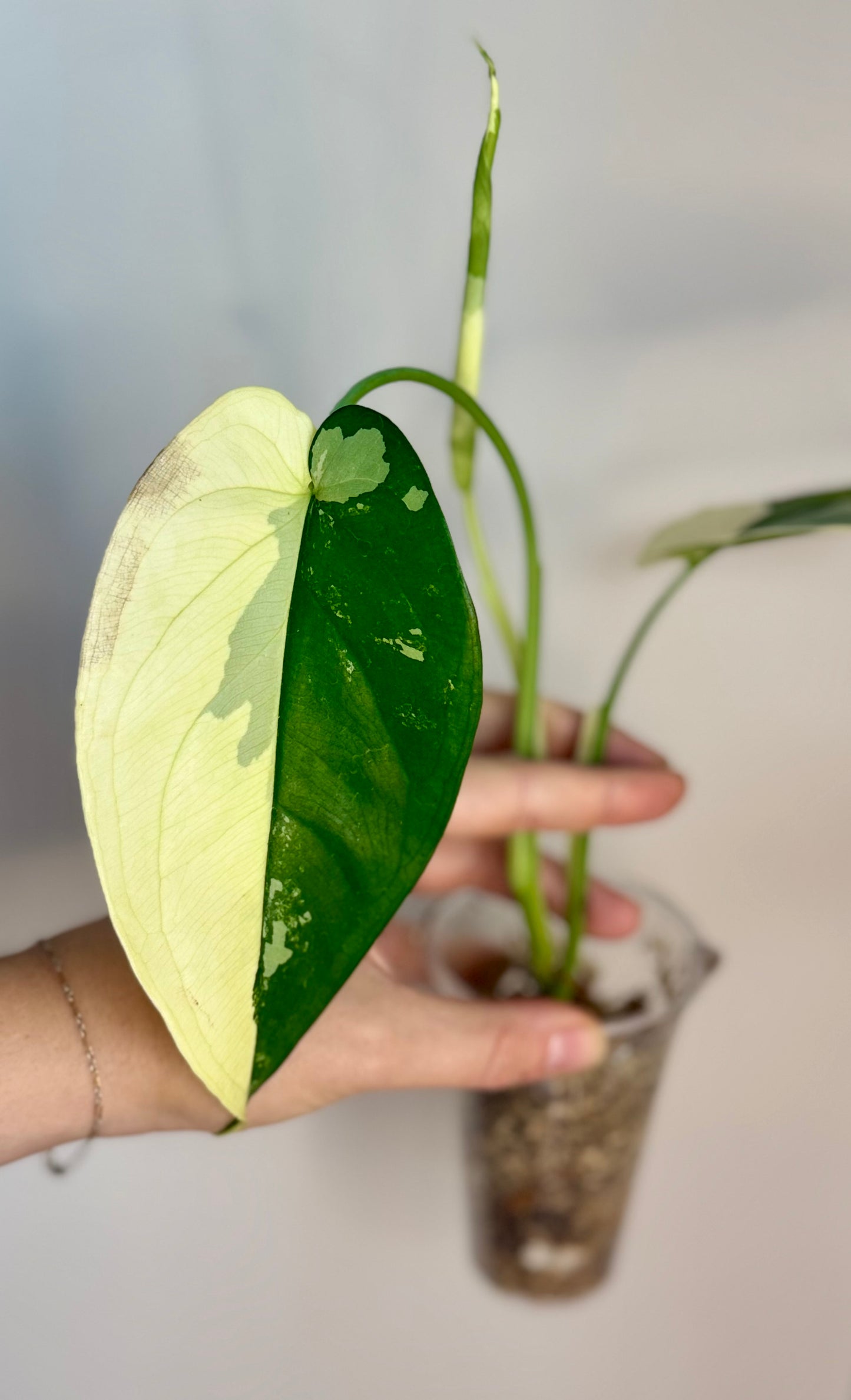 Syngonium Chiapense Variegated