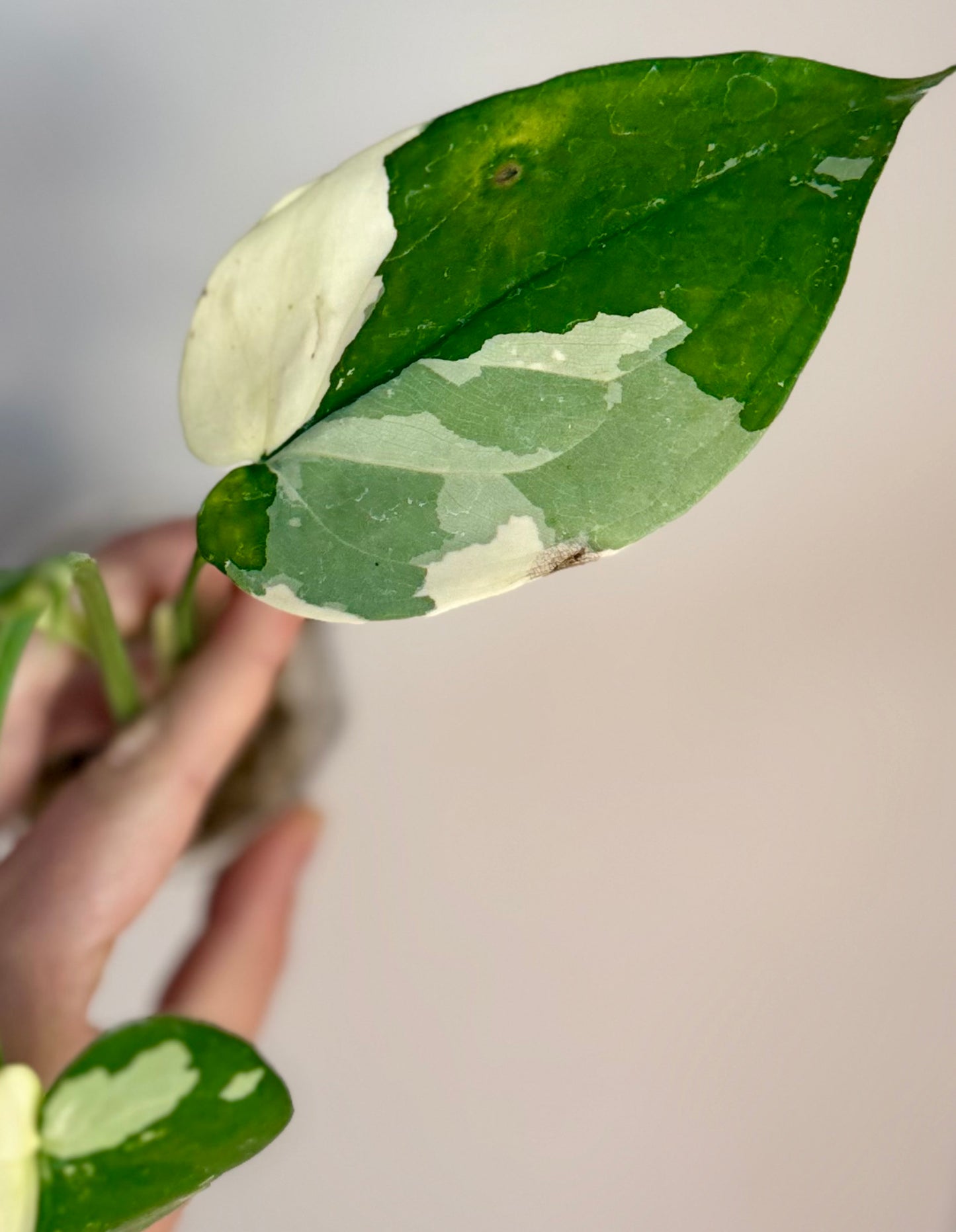 Syngonium Chiapense Variegated