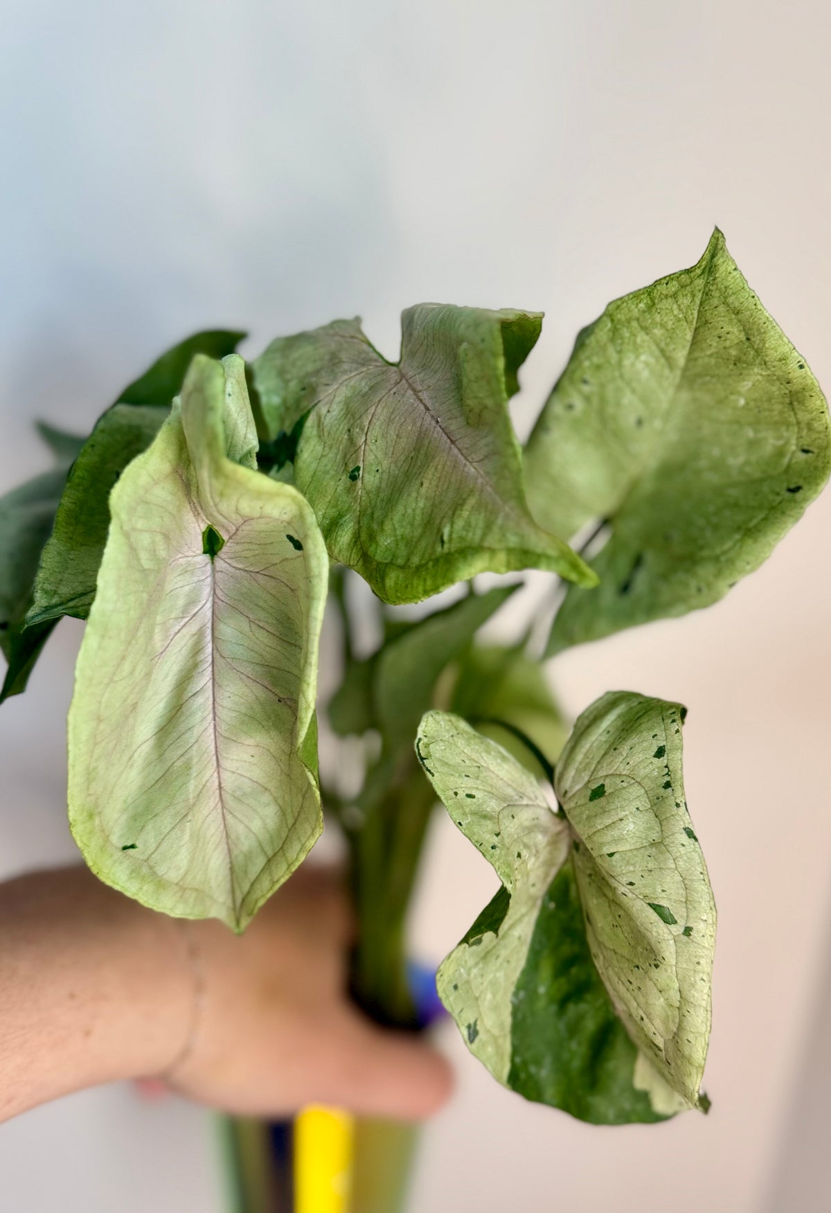 Syngonium Green Splash