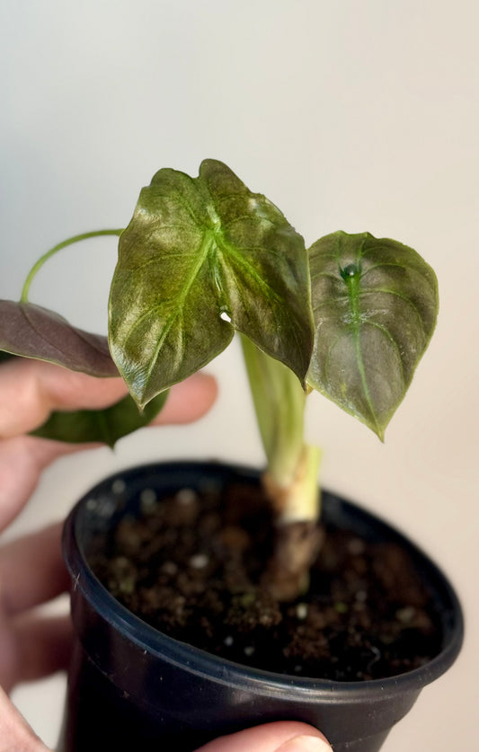 Alocasia Mutated Cuprea Variegated
