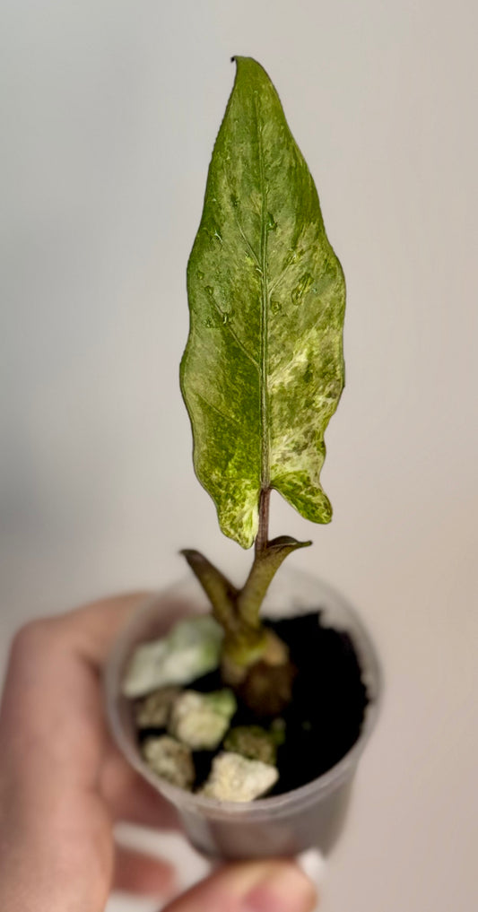 Alocasia Lauterbachiana Aurea Mint
