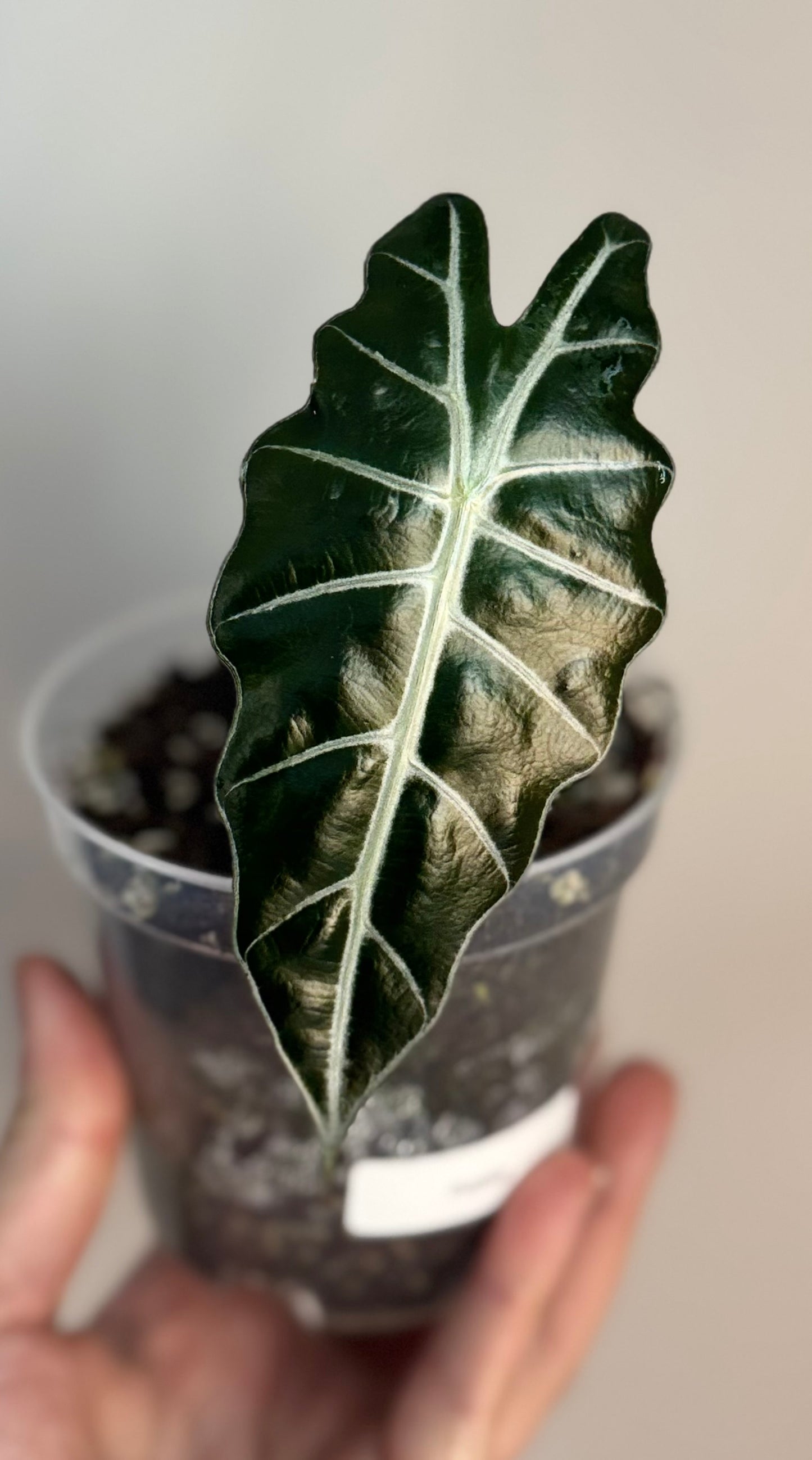Alocasia Amazonica Purpley