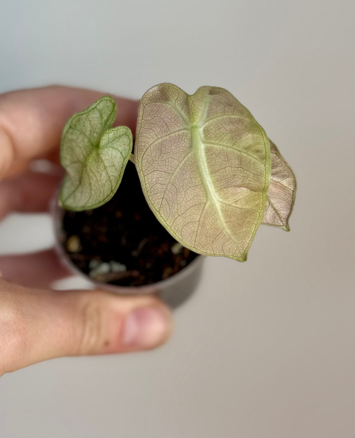 Alocasia Pink Mint Balloon Heart