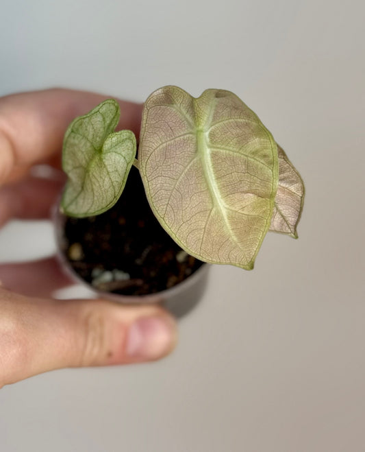 Alocasia Pink Mint Balloon Heart