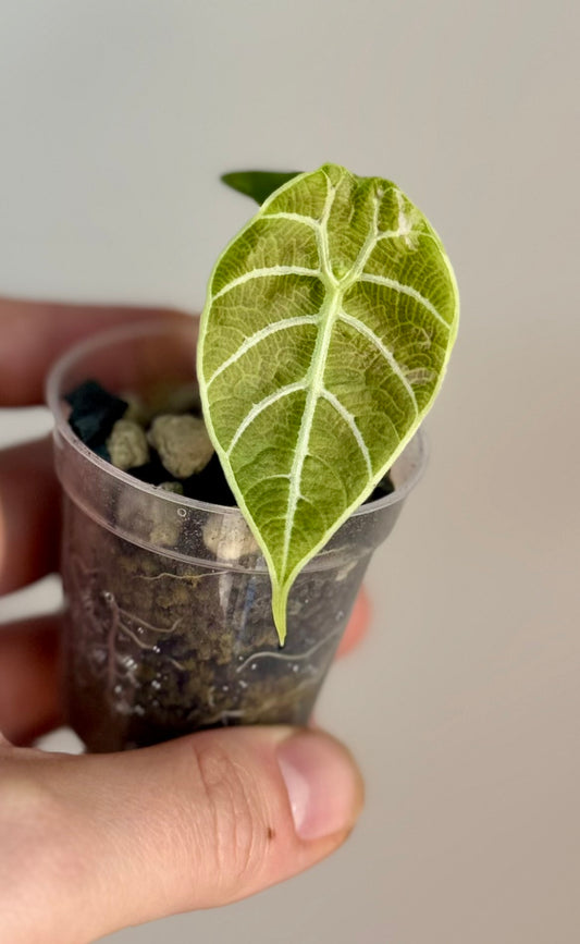 Alocasia Watsoniana Doff Pink