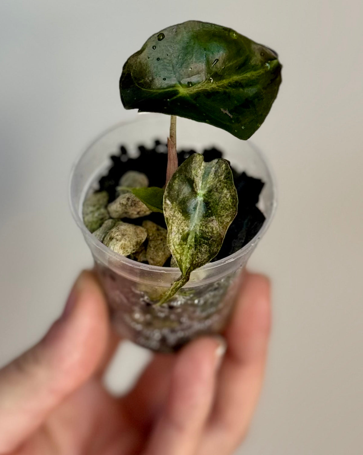 Alocasia Pink Venom