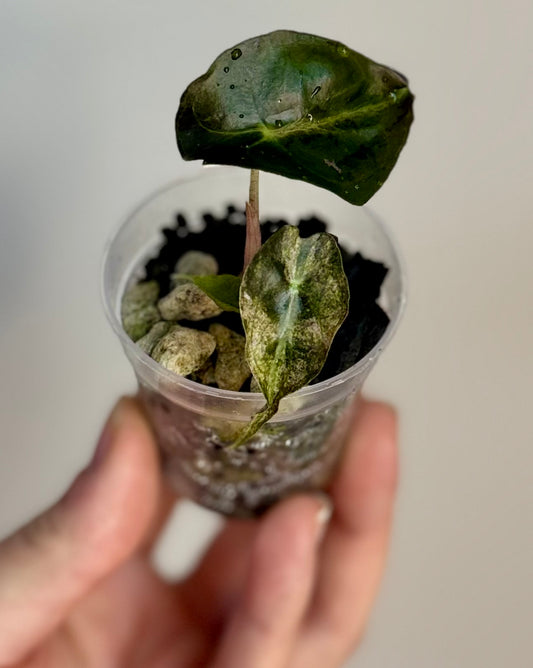 Alocasia Pink Venom