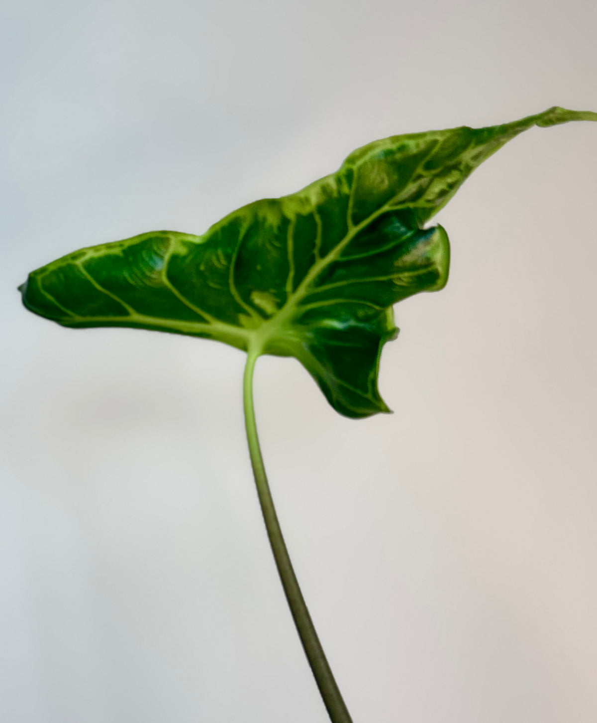 Alocasia Teletubbies Mutation
