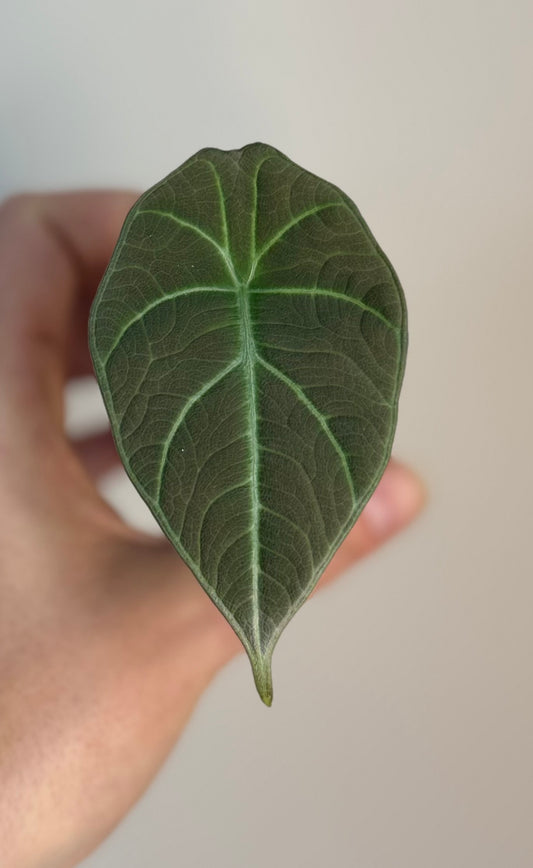 Alocasia Maharani Pup and corm