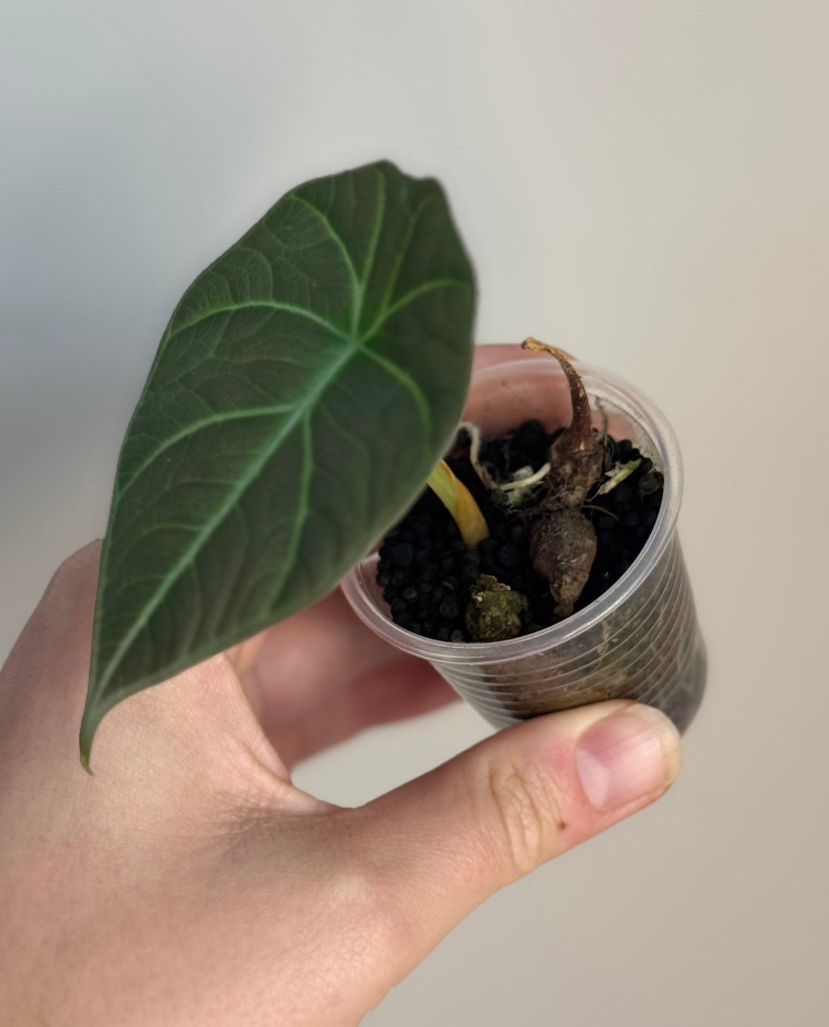 Alocasia Maharani Pup and corm