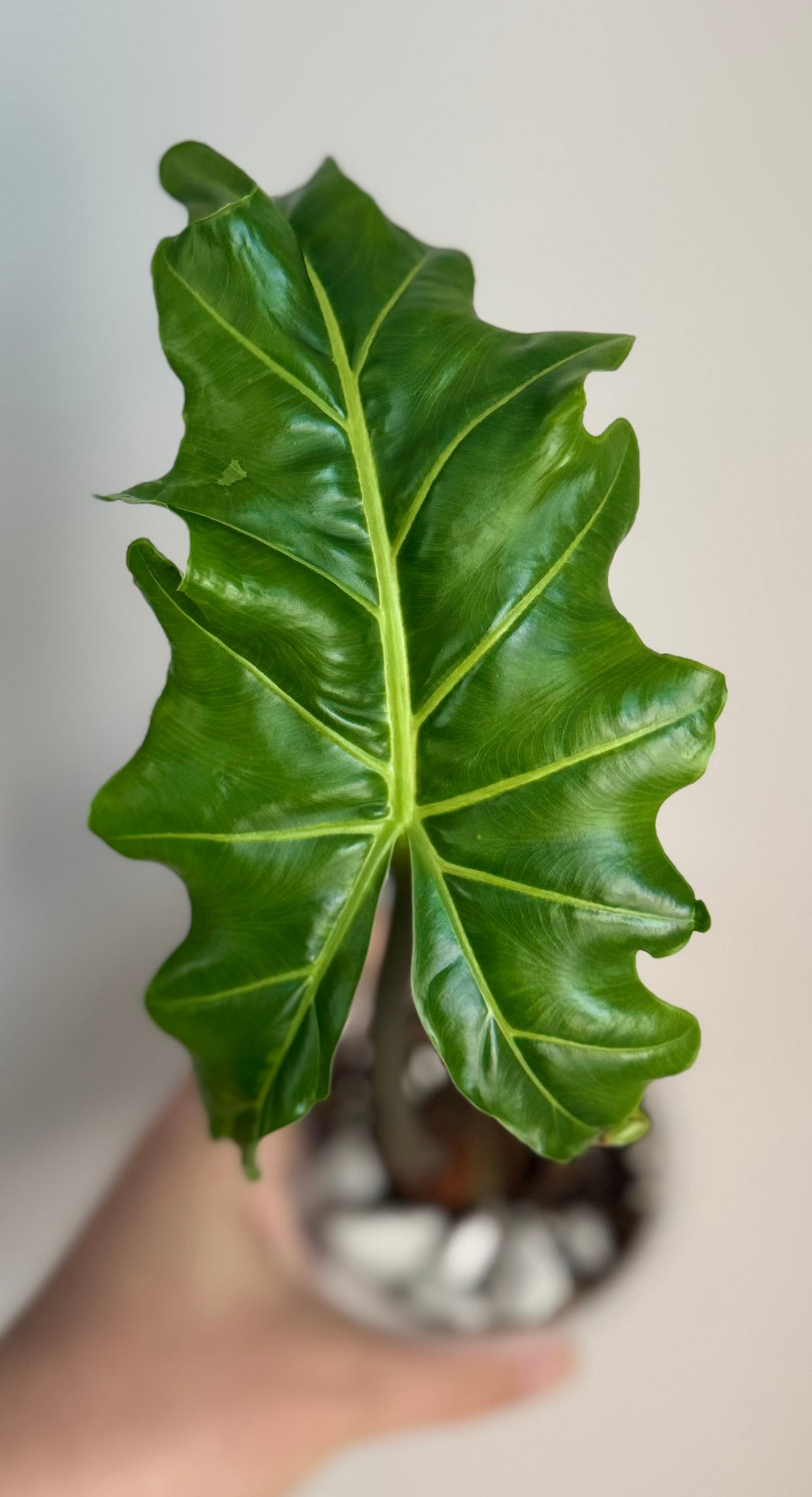 Alocasia Golden Dragon with Sport Var
