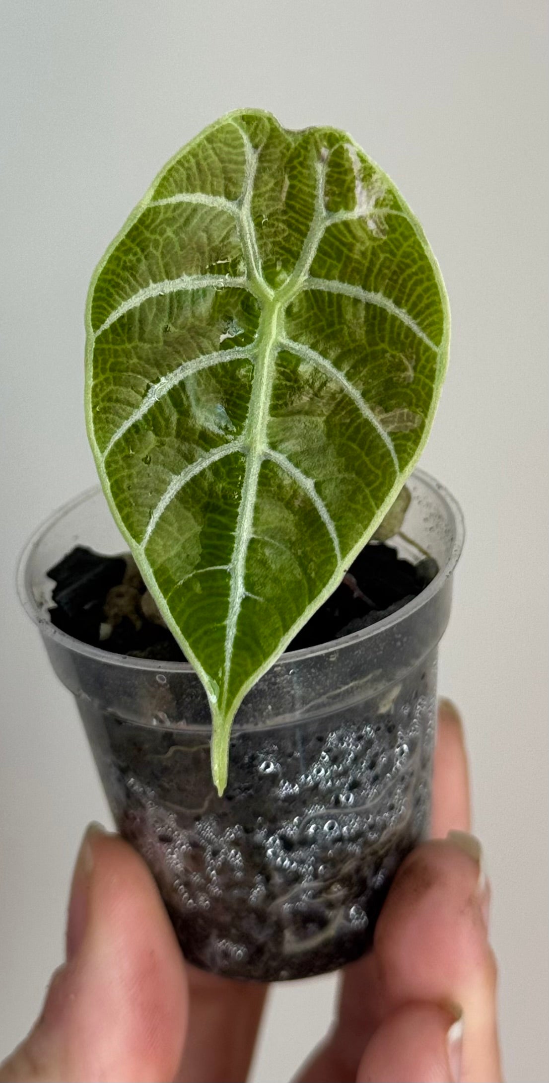 Alocasia Watsoniana Doff Pink