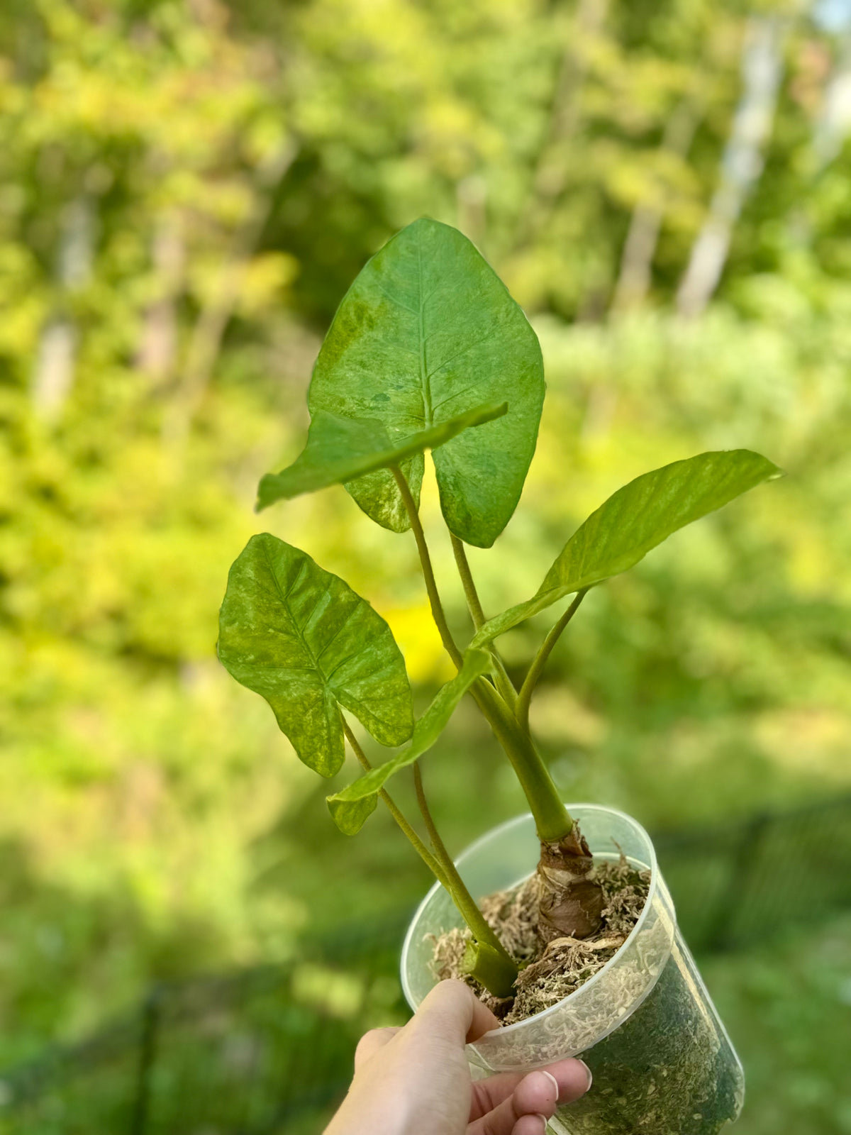 Alocasia Odora Batik Mutation