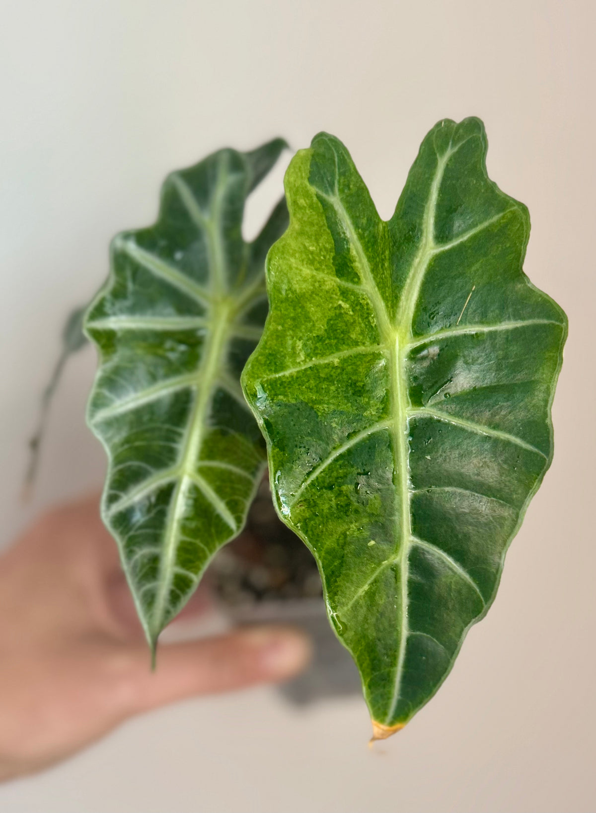 Alocasia Sanderiana Bull Aurea
