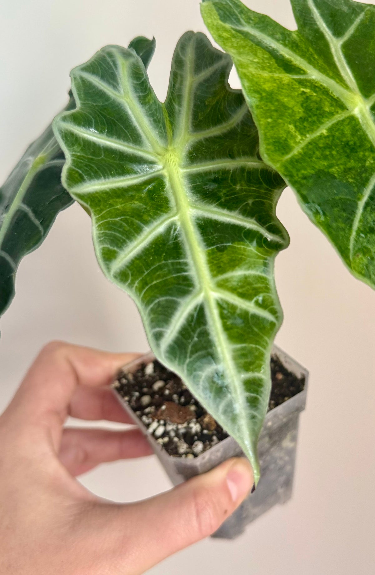 Alocasia Sanderiana Bull Aurea