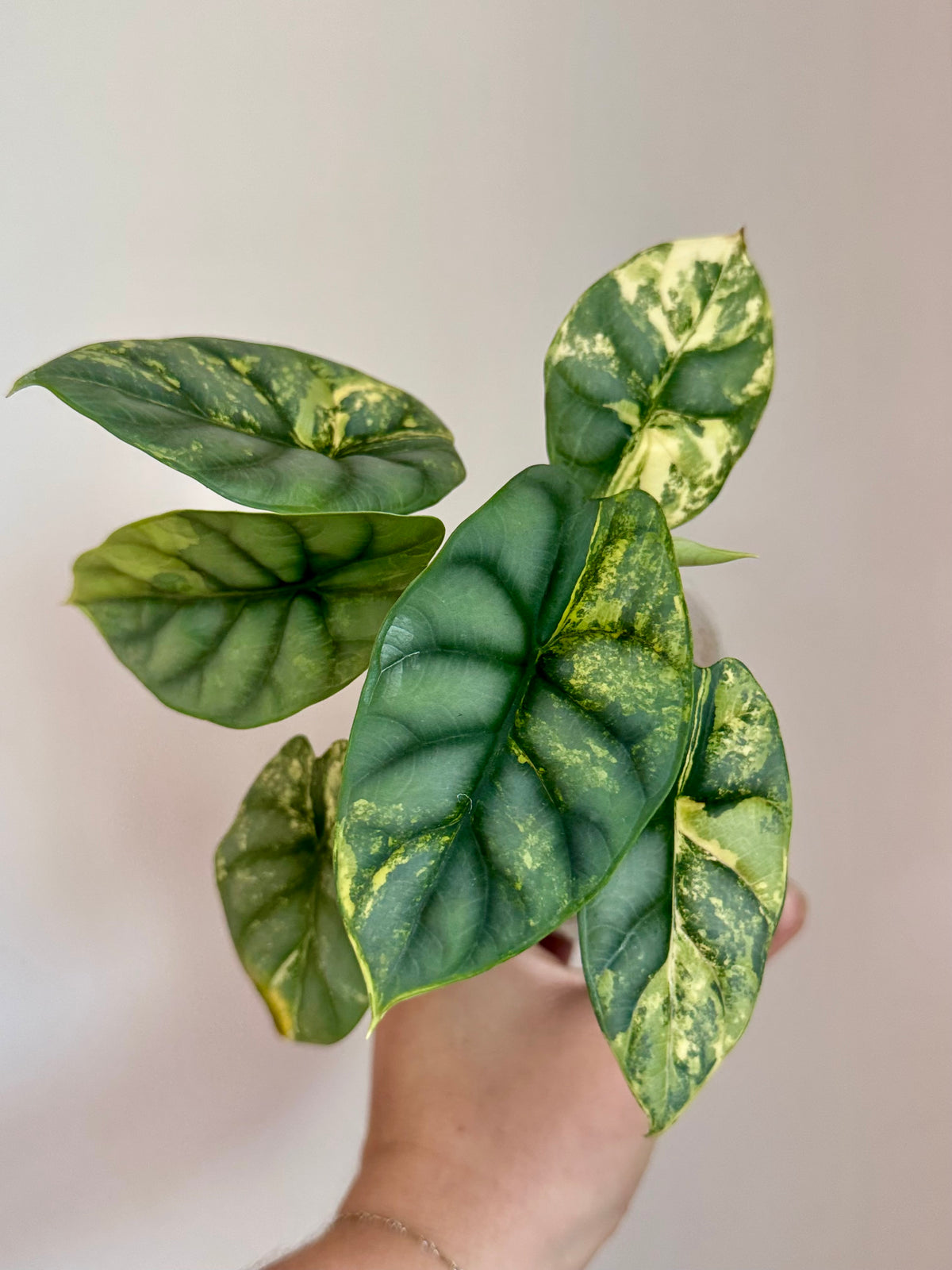 Alocasia Silver Dragon Aurea