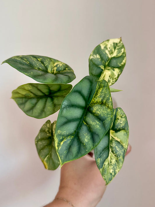 Alocasia Silver Dragon Aurea