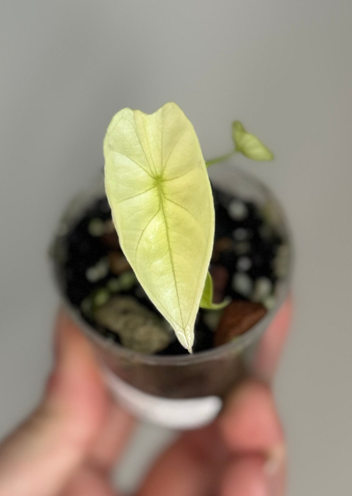 Alocasia Nebula Aurea