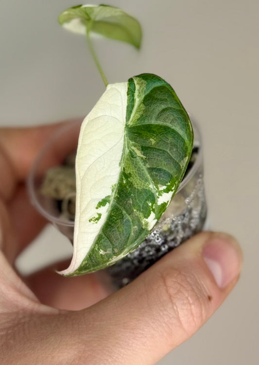 Alocasia Maharani Albo