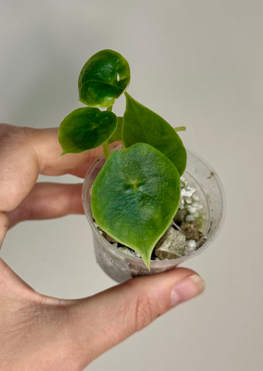New Cultivar - Alocasia Peltata Silver