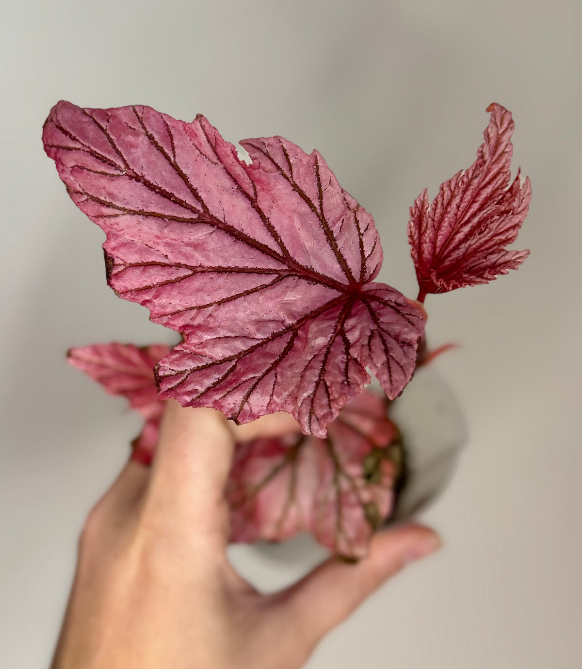 Begonia Lamoon
