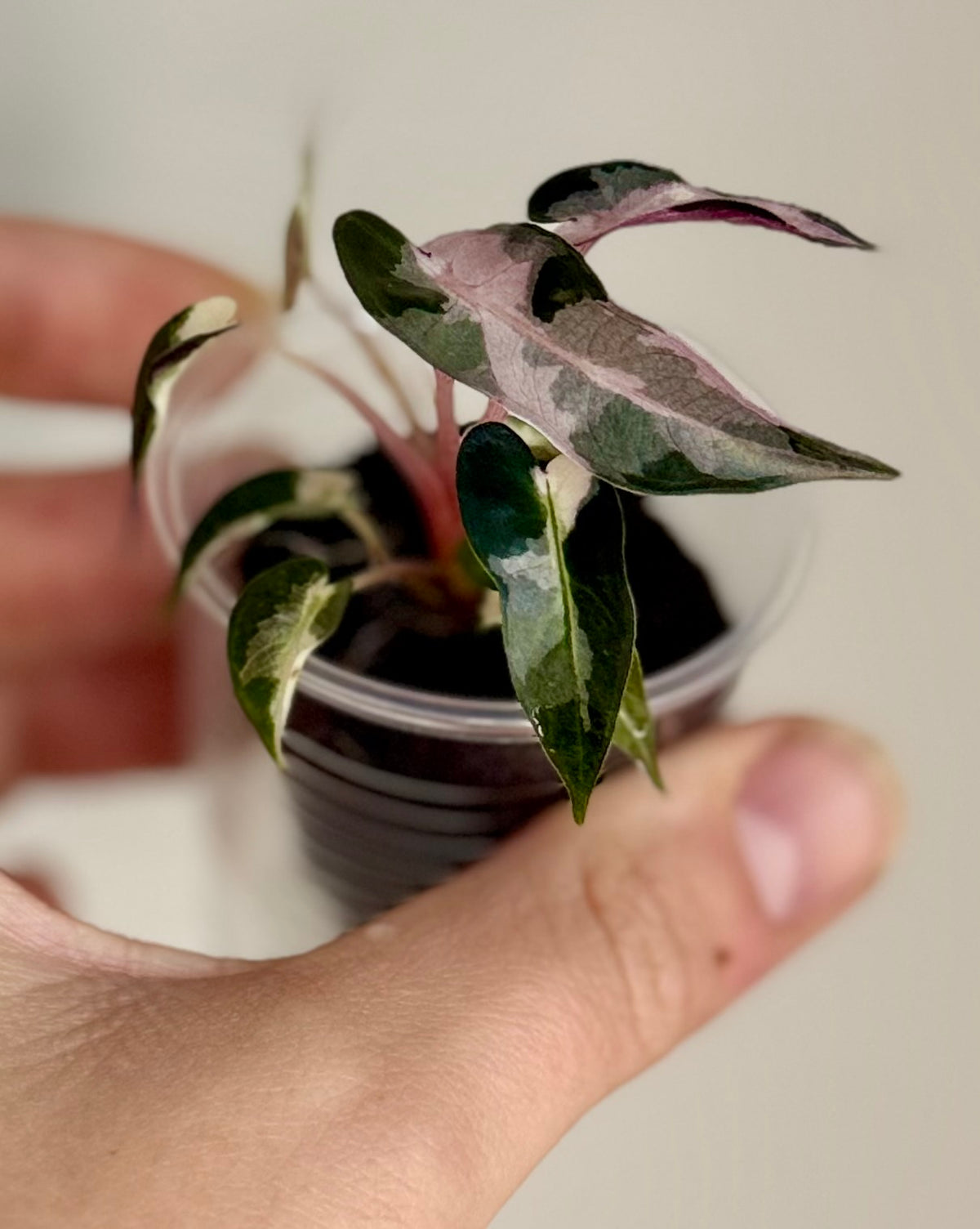Alocasia Pink Bambino Lava