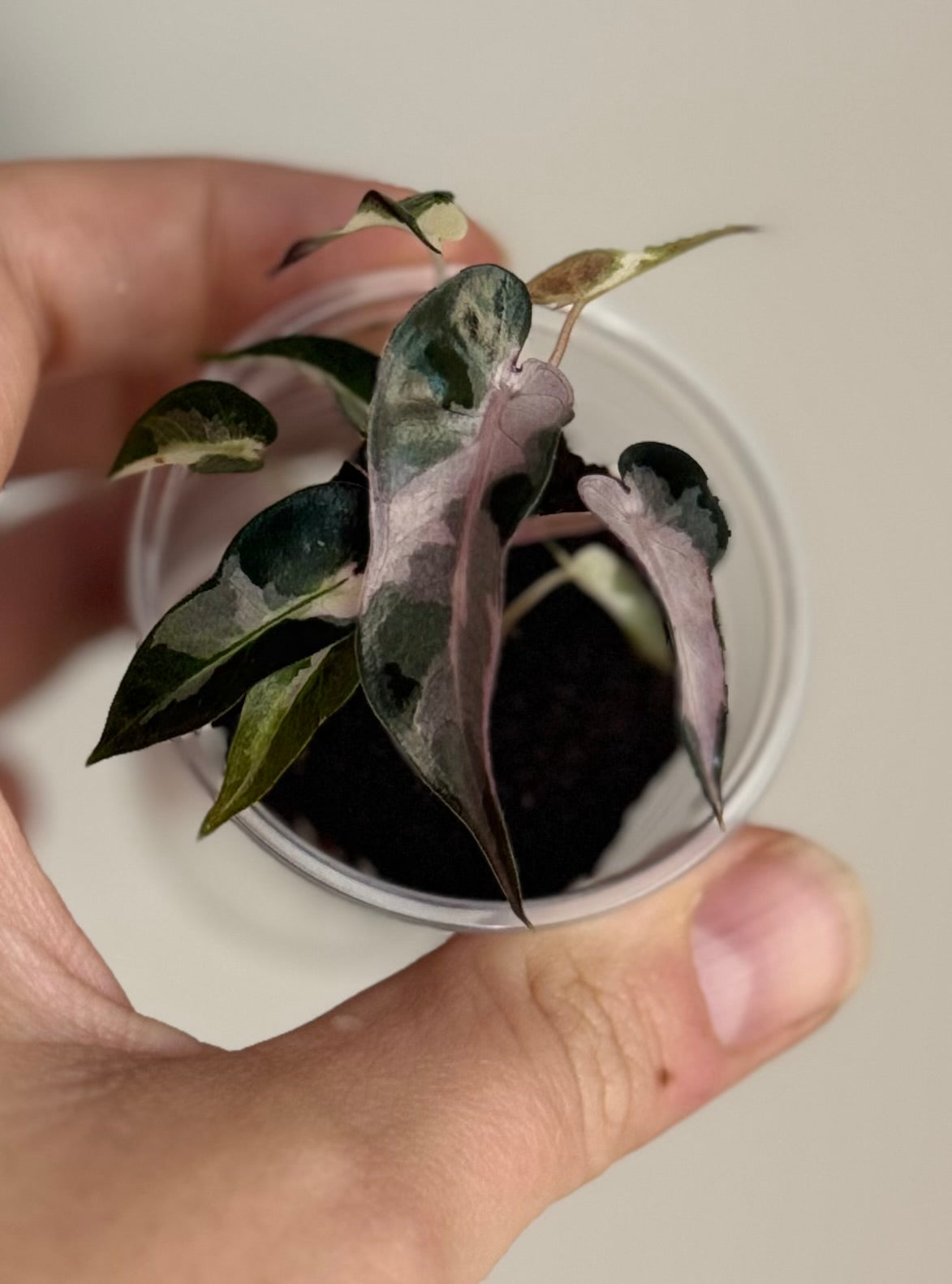 Alocasia Pink Bambino Lava