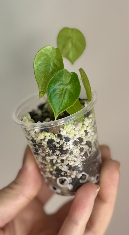 New Cultivar - Alocasia Peltata Silver