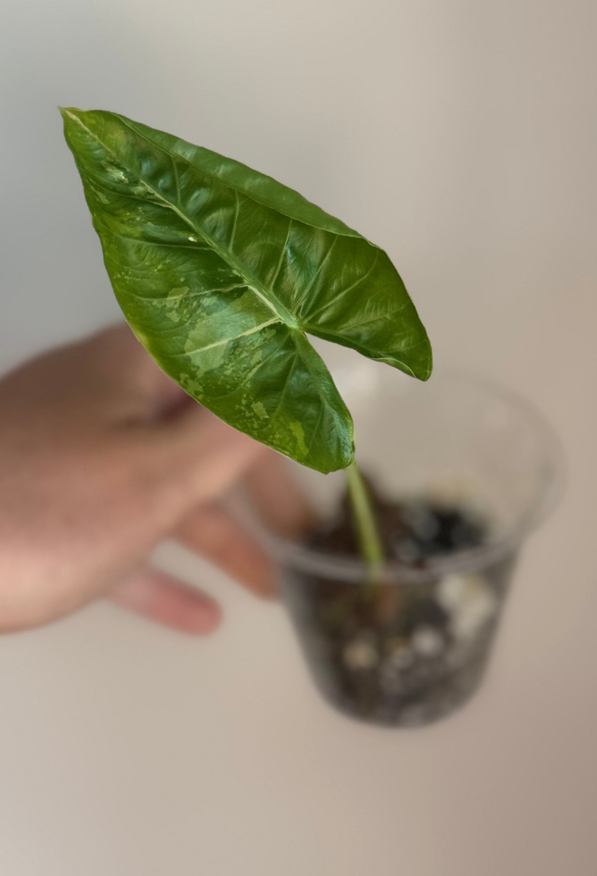 Alocasia Albo Macro