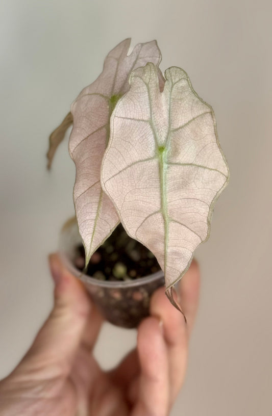 Alocasia Pink Polly Mint