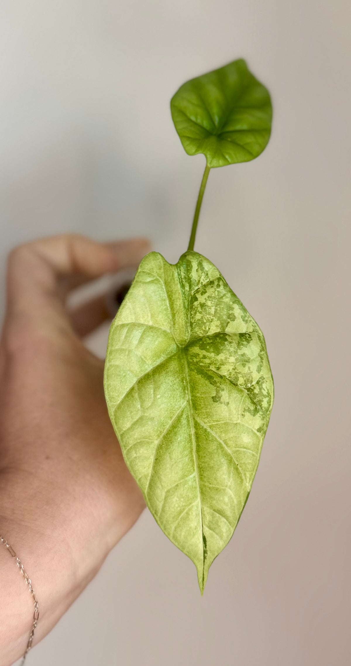 Alocasia Sinuata Albo/Mint