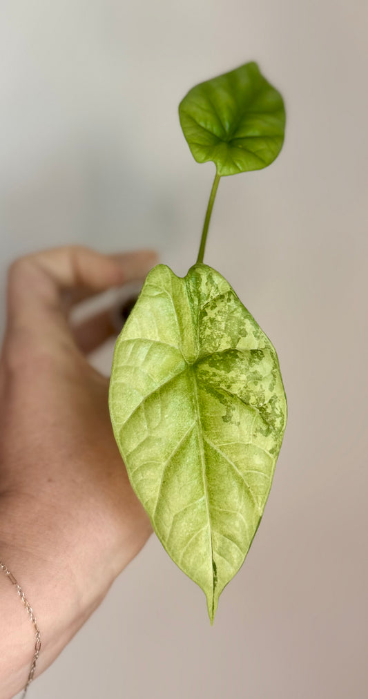 Alocasia Sinuata Albo/Mint