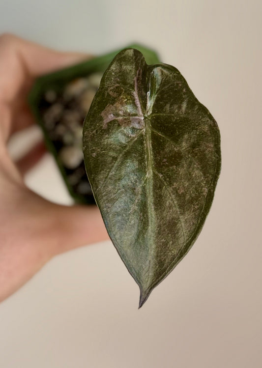 Alocasia Wentii Vintage Silver/Pink Splash