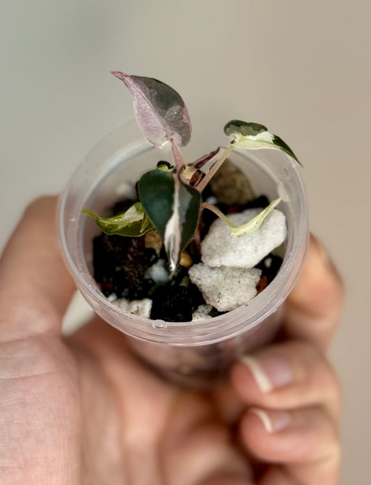 Alocasia Pink Bambino Lava