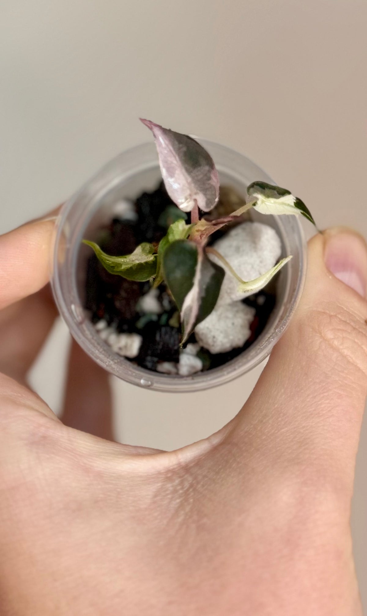 Alocasia Pink Bambino Lava